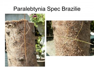 Paralebtynia sp. Brazilie